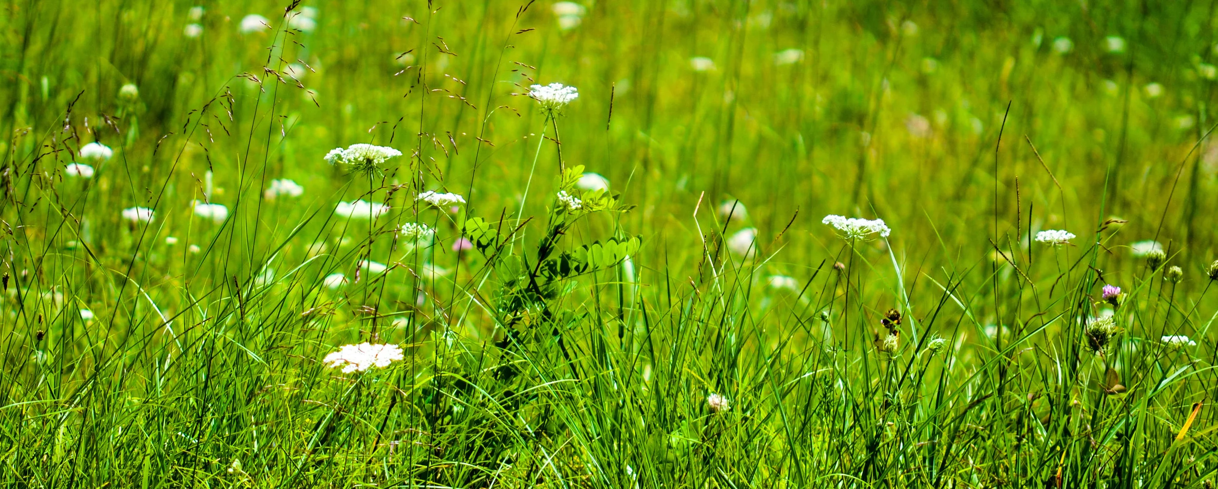 field at h and i DSC_0075.jpg