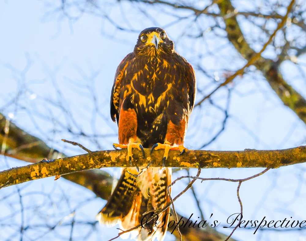 harris hawk on limb fb.jpg