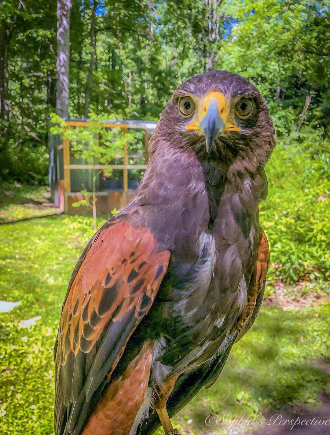 harris hawk 2.jpg