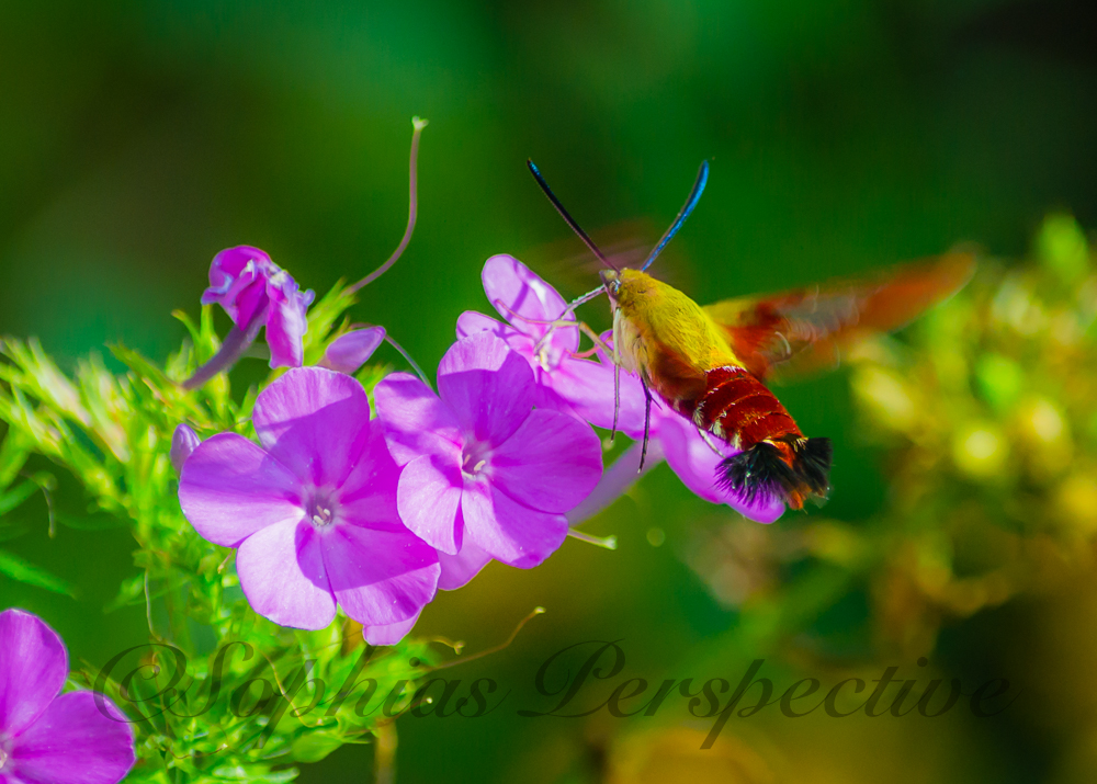 moth hummingbird fb.jpg