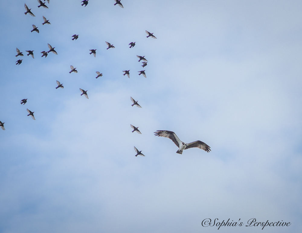 osprey black birds.jpg