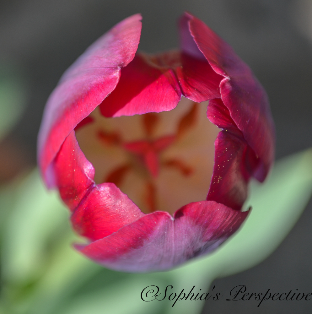 tulip fb.jpg