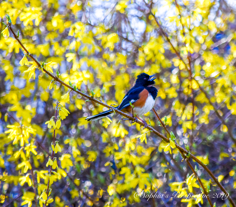 towhee.jpg