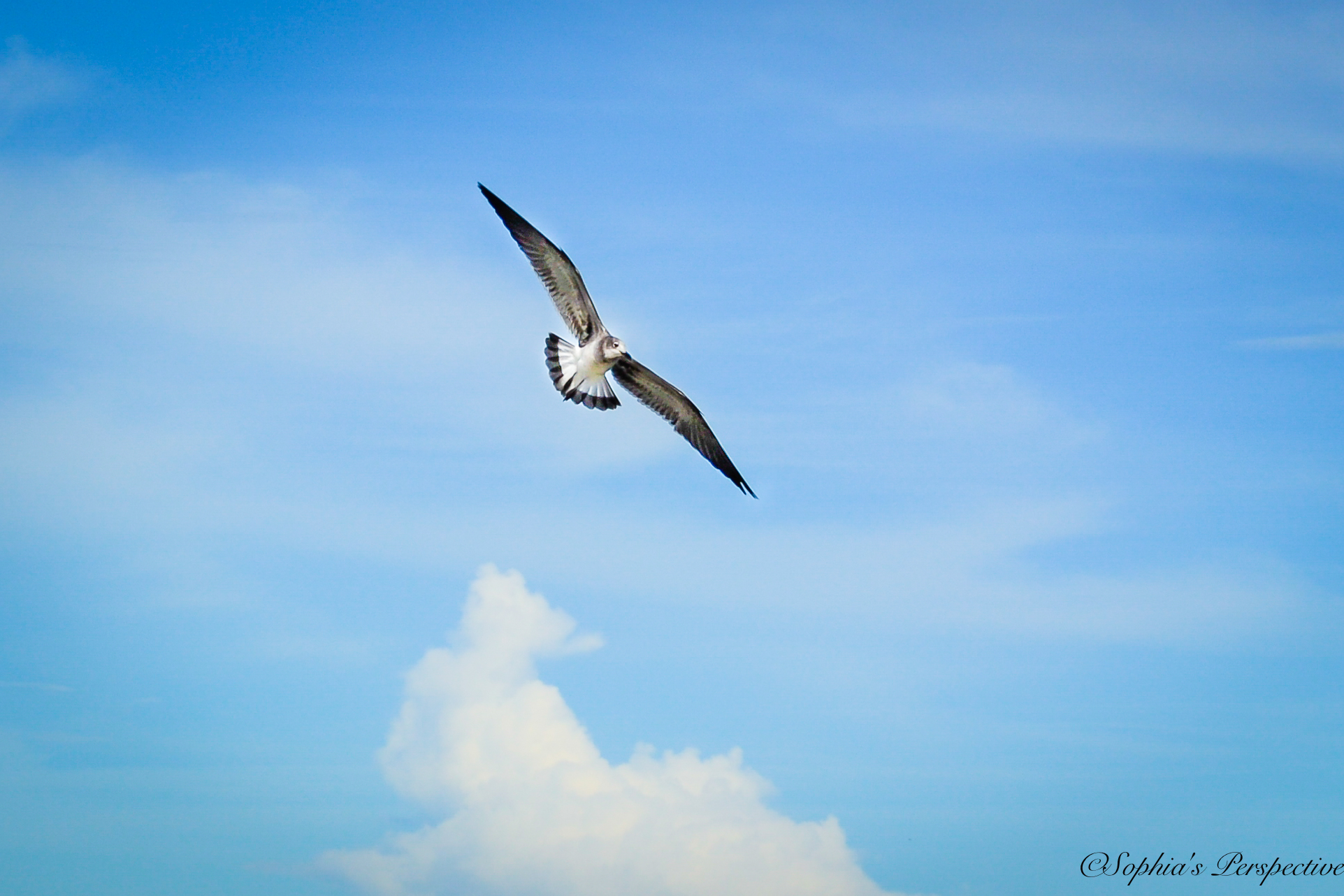 seagul fly.jpg