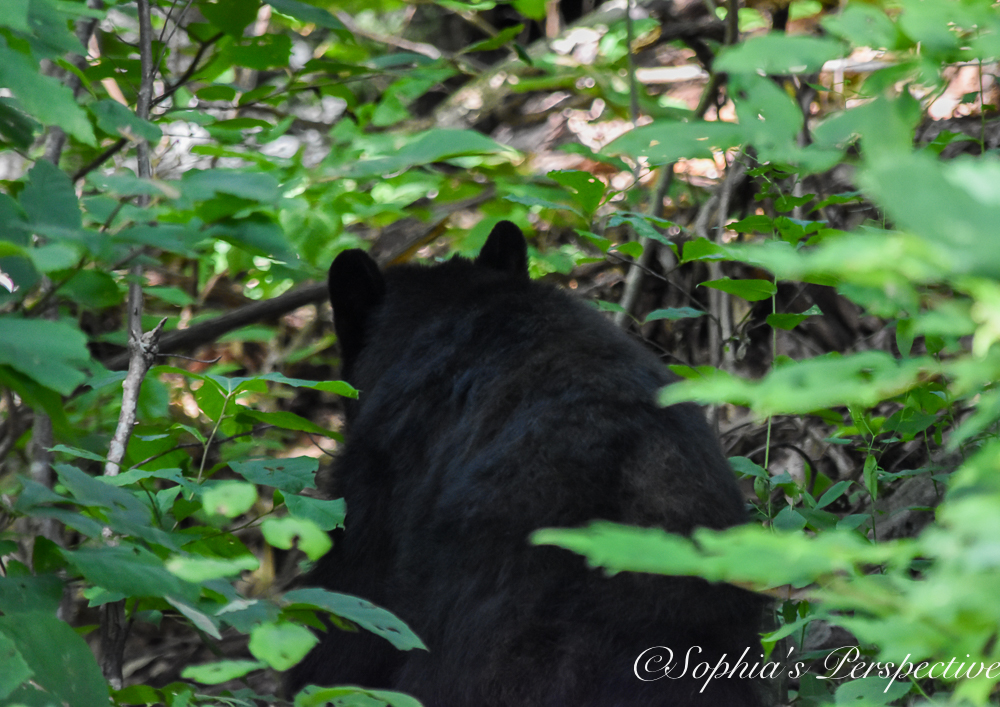bear.jpg