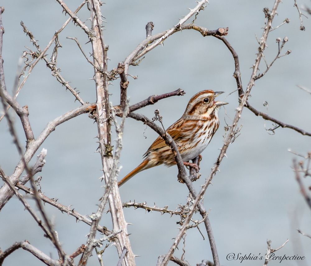 song sparrow.jpg