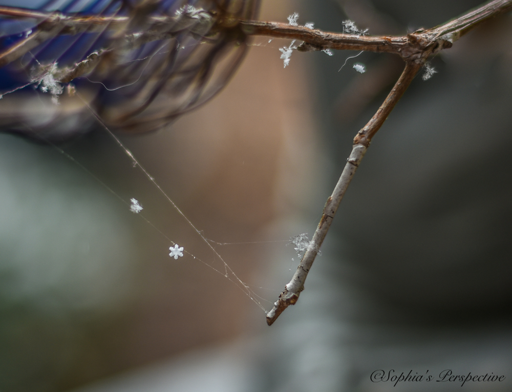 Snowflake spider web.jpg