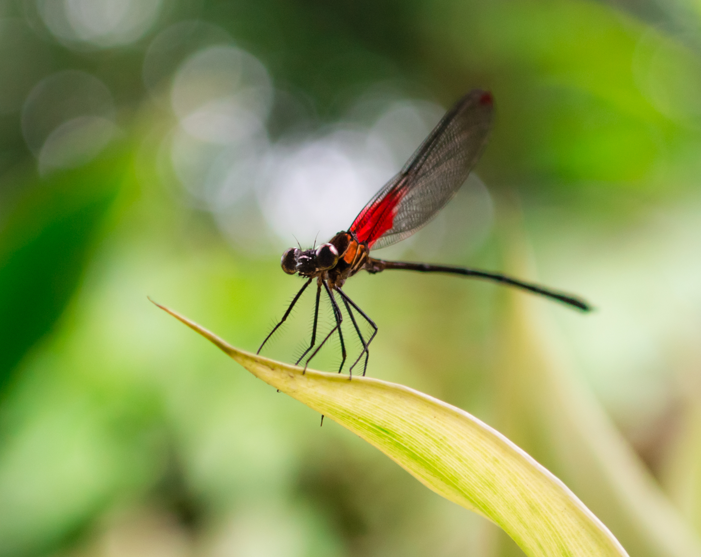 red dragonfly card _DSC0398.jpg