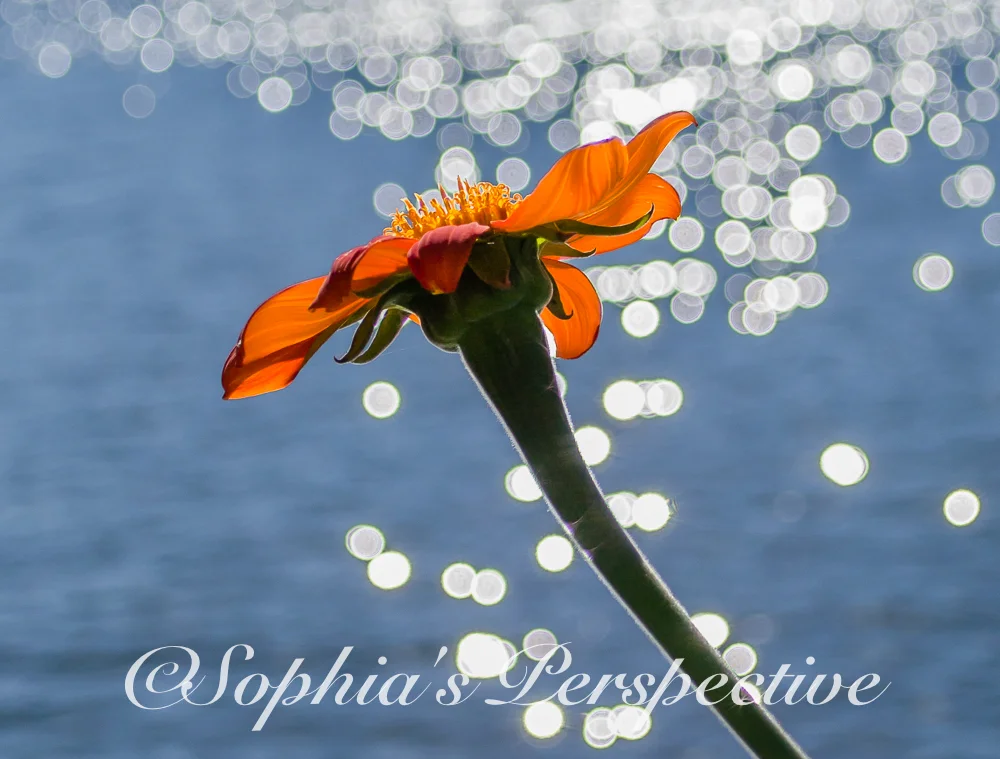 orange flower balls of light fb.jpg