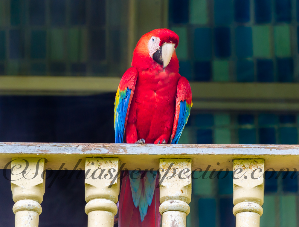 macaw on railing fb.jpg