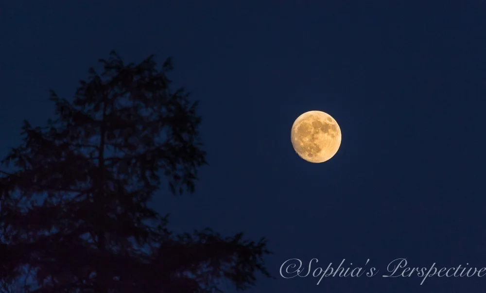 Moon Super 2016 fb.jpg