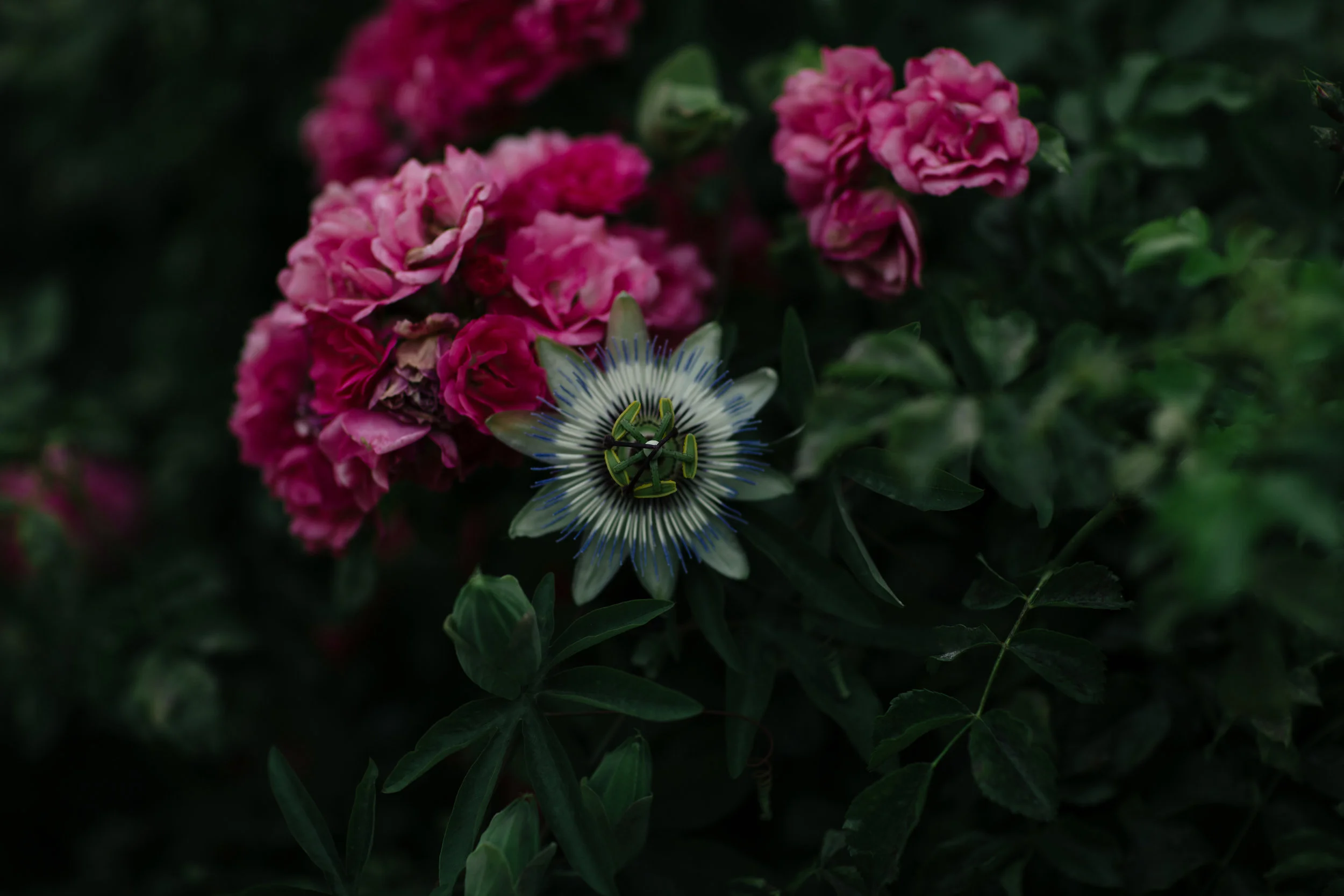 ATPhotography-428.jpg