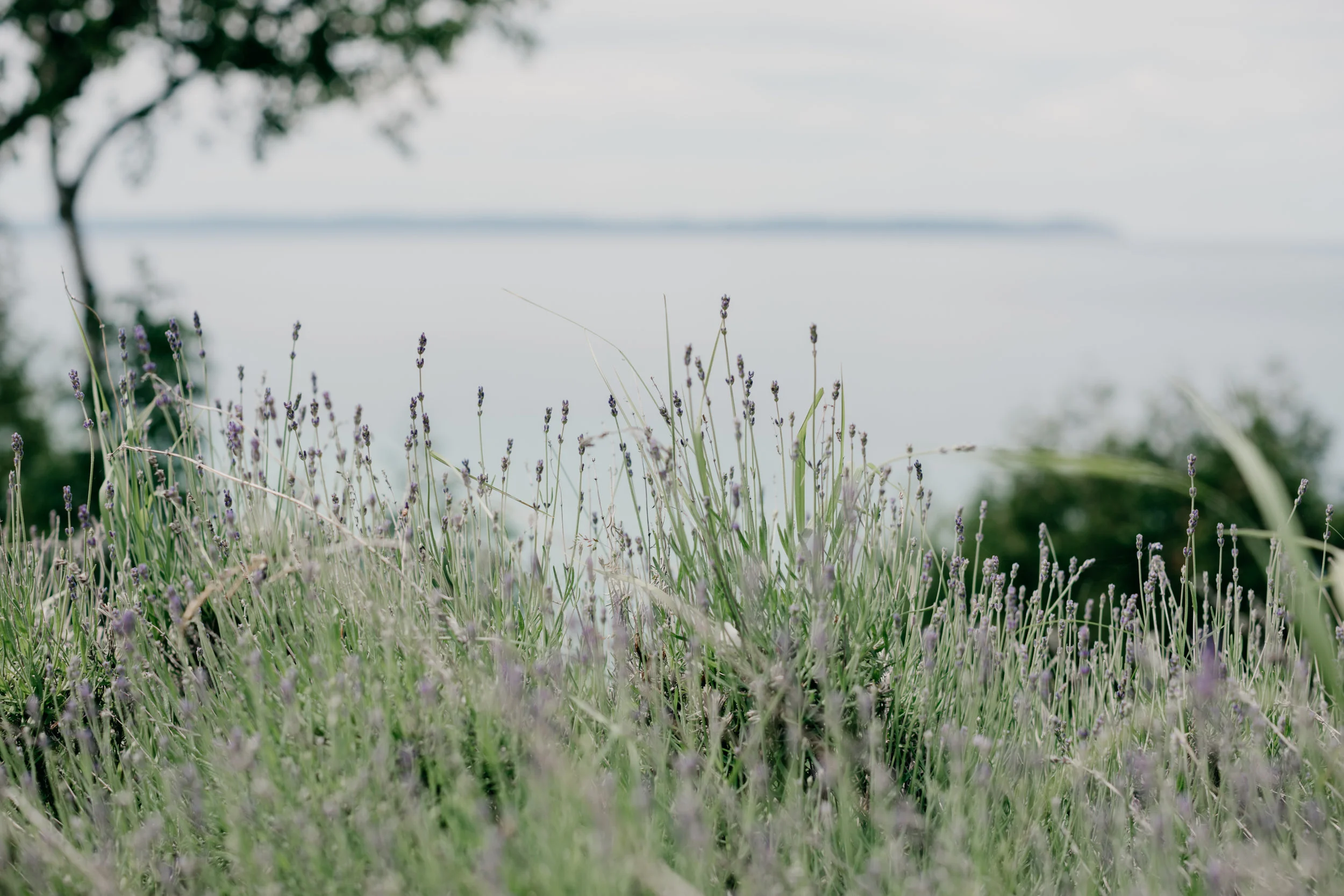 ATPhotography-10.jpg