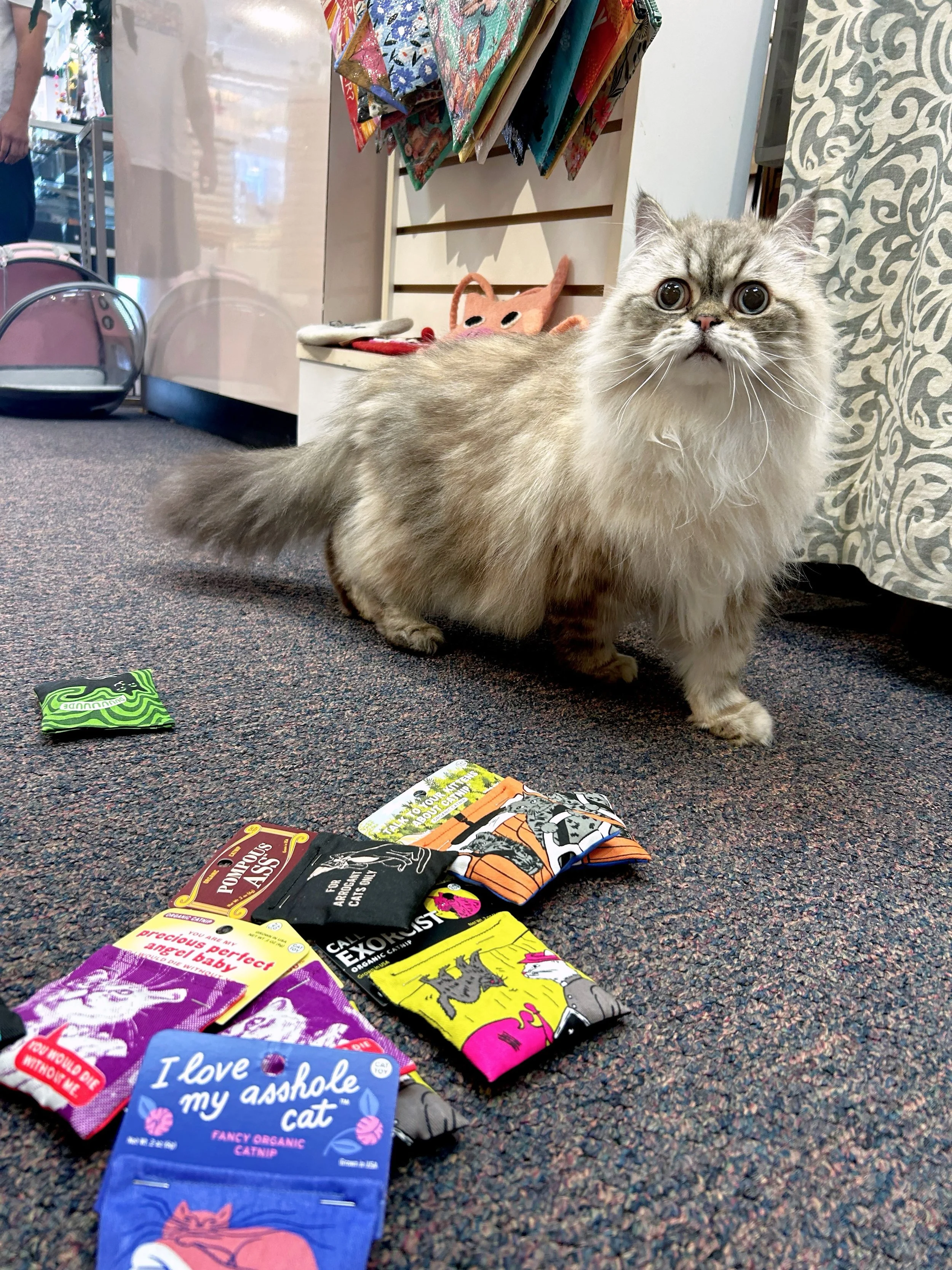 @rorythe_himmy stopped by today to do a quality control test on our organic catnip toys from @blue_q !Thankfully, they passed inspection and he recommends them to all feline friends and supporters ✅😻