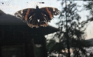 This Butterfly was fluttering over my shoulder as I wrote this...