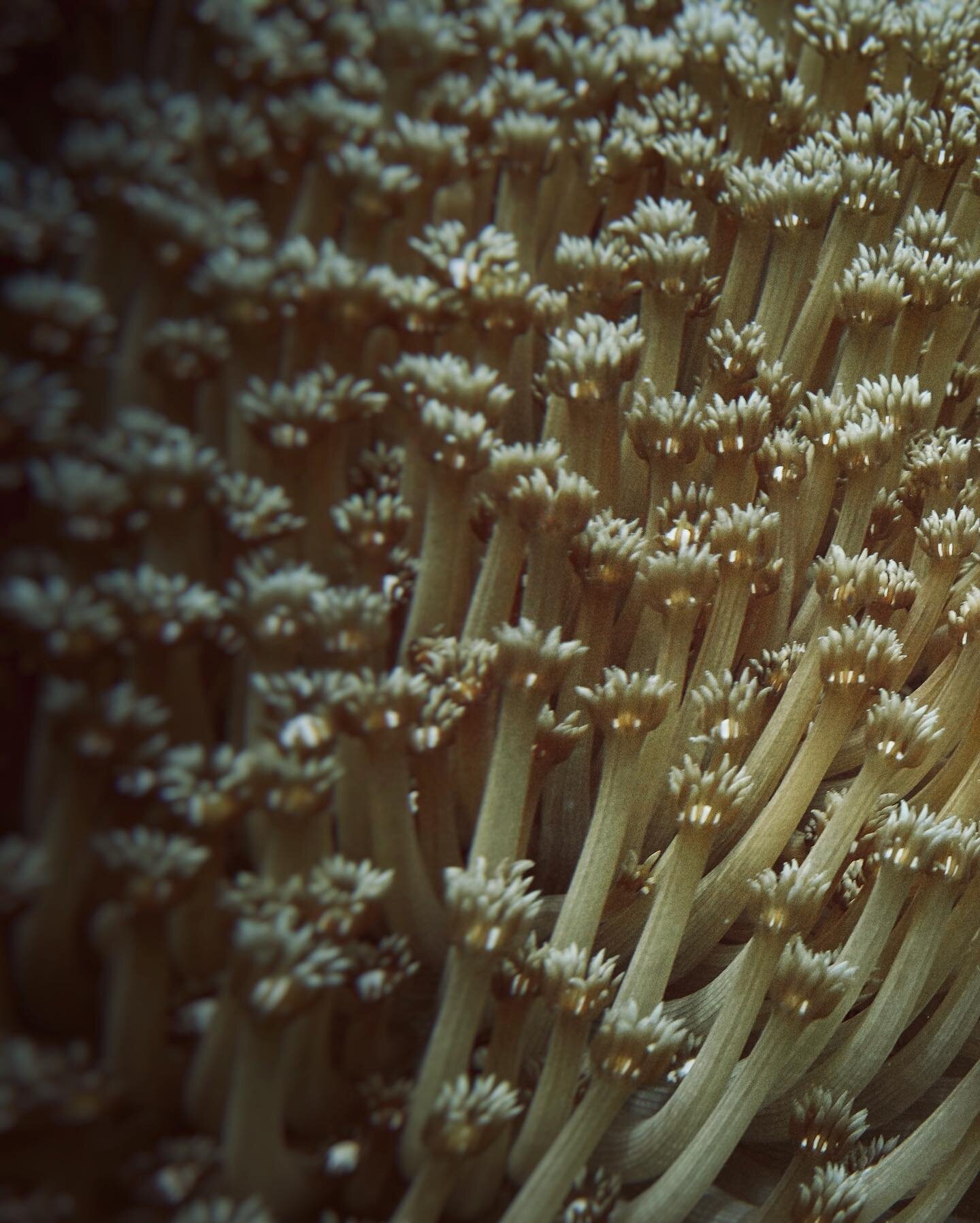 // It&rsquo;s all in the details .. 💐

A non-observant mind might miss the the purpose of what he is directly observing.

Tags: #wearenaw #corals #coralreef #golden #freedive #sonyrx100 #musandam #observe #wisdomquotes #ocean