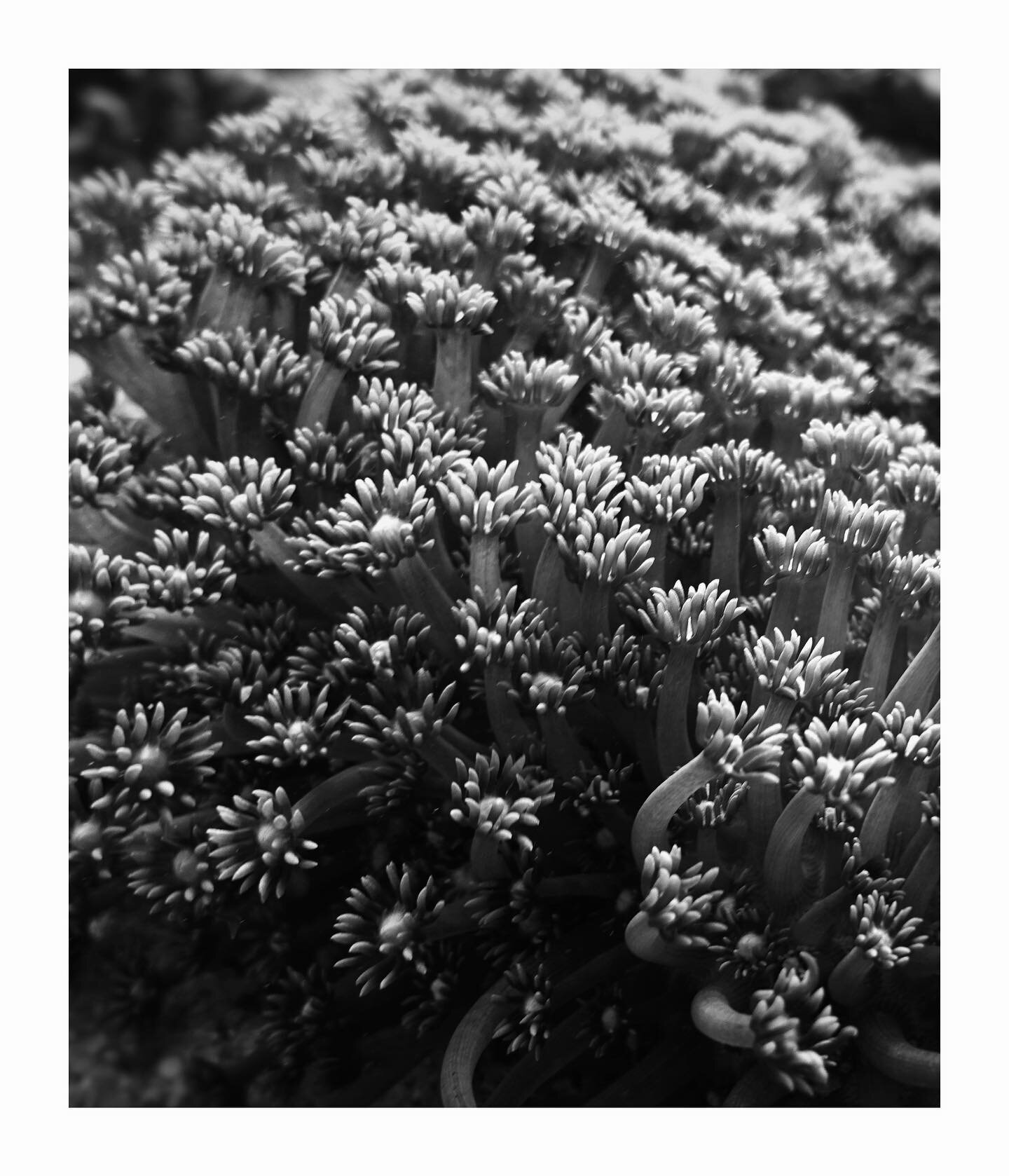 // These are not flowers 🌼

Keep scrolling these are not flowers, these are soft corals. We have intentionally added 3 versions, A is black &amp; white, B is color corrected for a custom warm tone, C is the original picture. 

This picture was taken