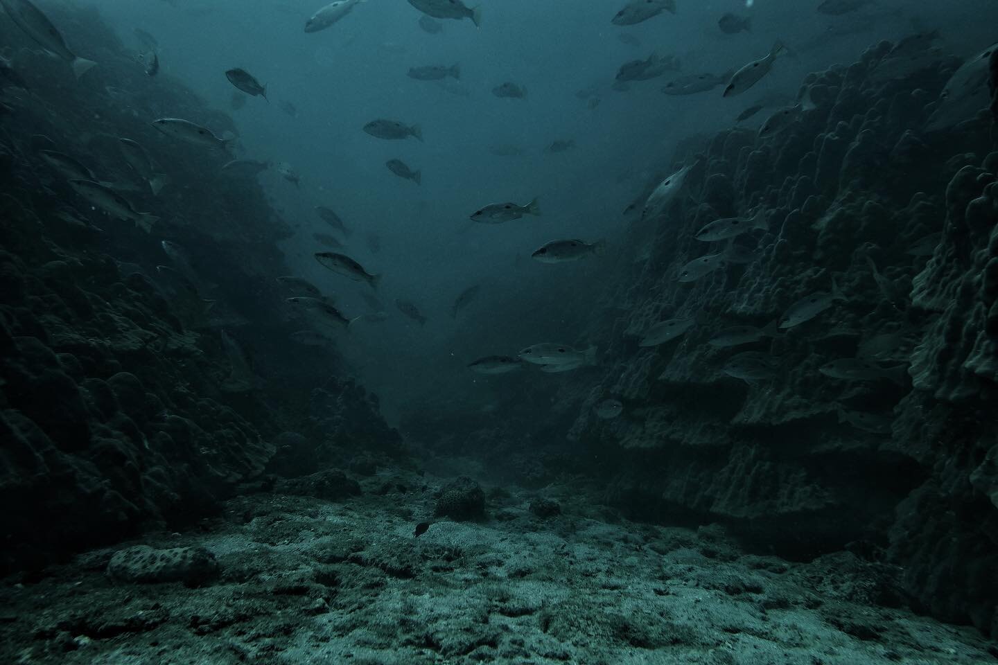 // Close your eyes ..

Close your eyes and imagine you are under the blues, somewhere quite, a hazy dream, you are here and now, somewhere where time truly stops.
.
.
.
.
.
Tags: #blue #coral #corals #coralreef #ocean #sea #fish #freedive #freediving