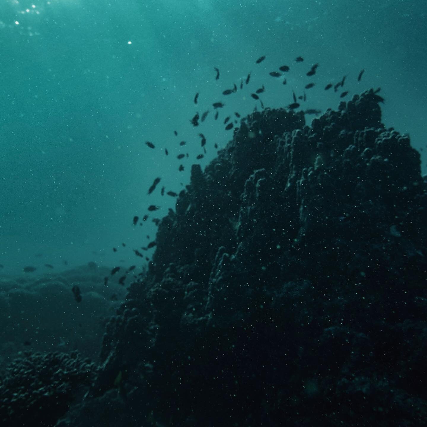 // An ocean of fireflies ..

This teeming with life coral reef shot reveals how algae and plankton under different zoom levels look to the naked eye. 

If one can relate, he will relate to a beautiful dusky scenery filled with fireflies floating abov