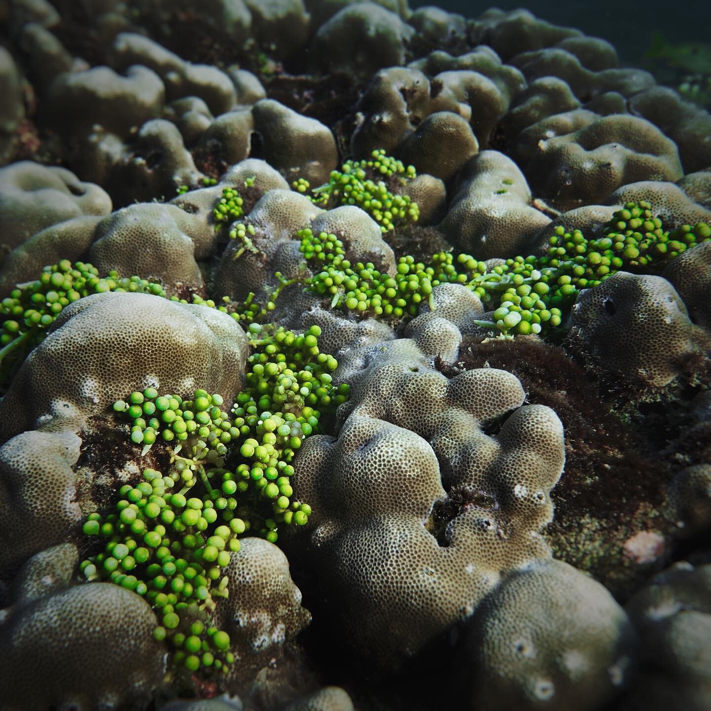 // Sea Grapes 🍇 

aka &ldquo;Caulerpa lentillifera&rdquo; resembles bunches of little shiny grapes. The color of this seaweed ranges from bright green to bluish and at times olive green. 

Habitat: They grow quite well in a variety of environments, 