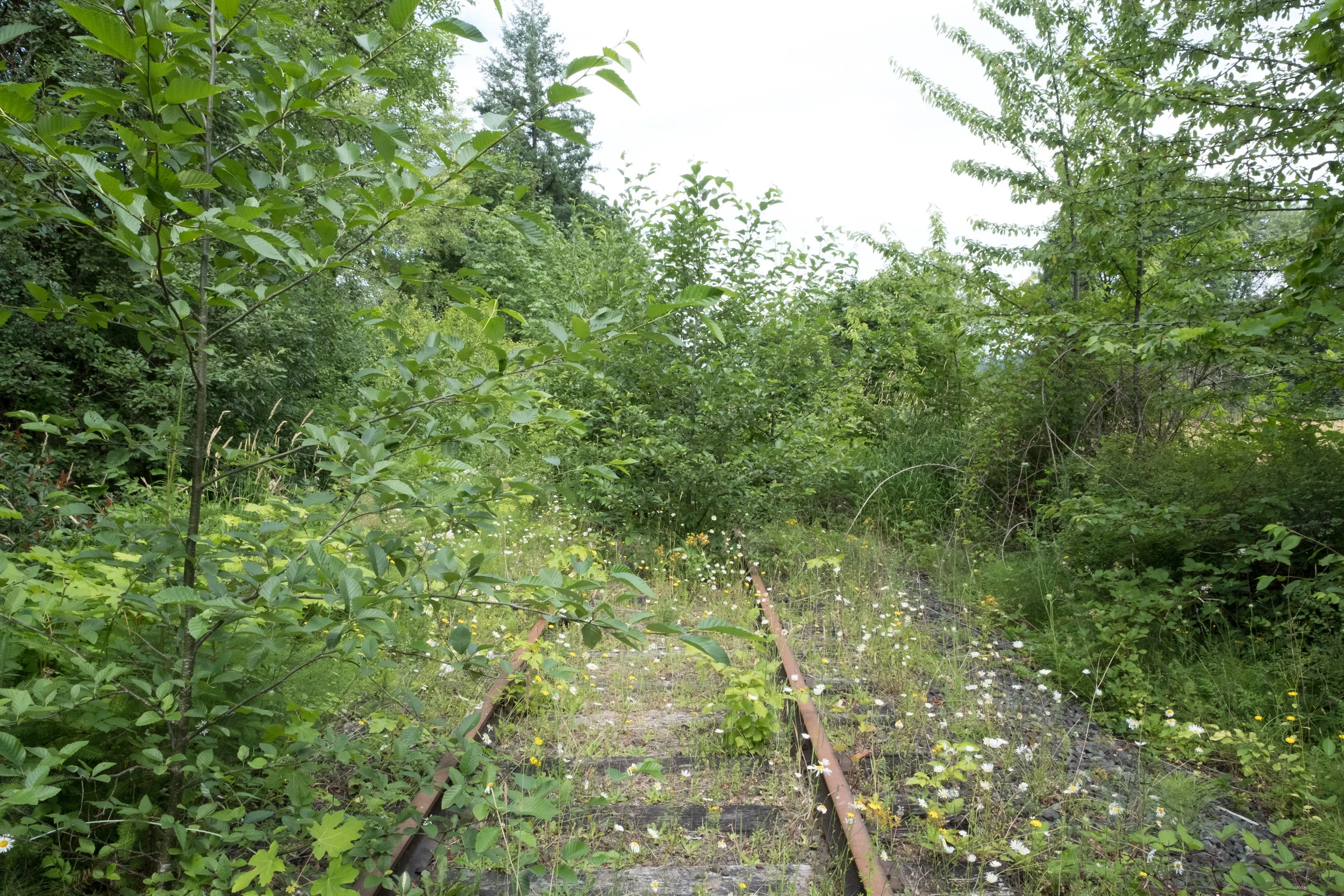 Wall of Green near Manning.jpg