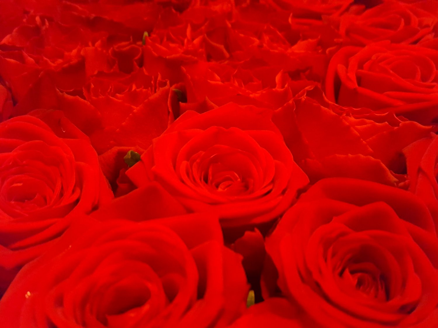 röda rosor betydelse antal röda rosor betydelse antal