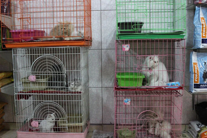 Cats are piled into tiny cages in one of Amman’s many downtown pet stores.