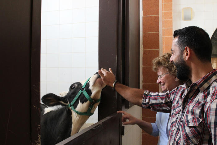 Margaret Ledger, founder of Jordan’s only hospital for animals, greets Troy the cow with one of her staff.