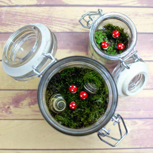 terrarium.jpg