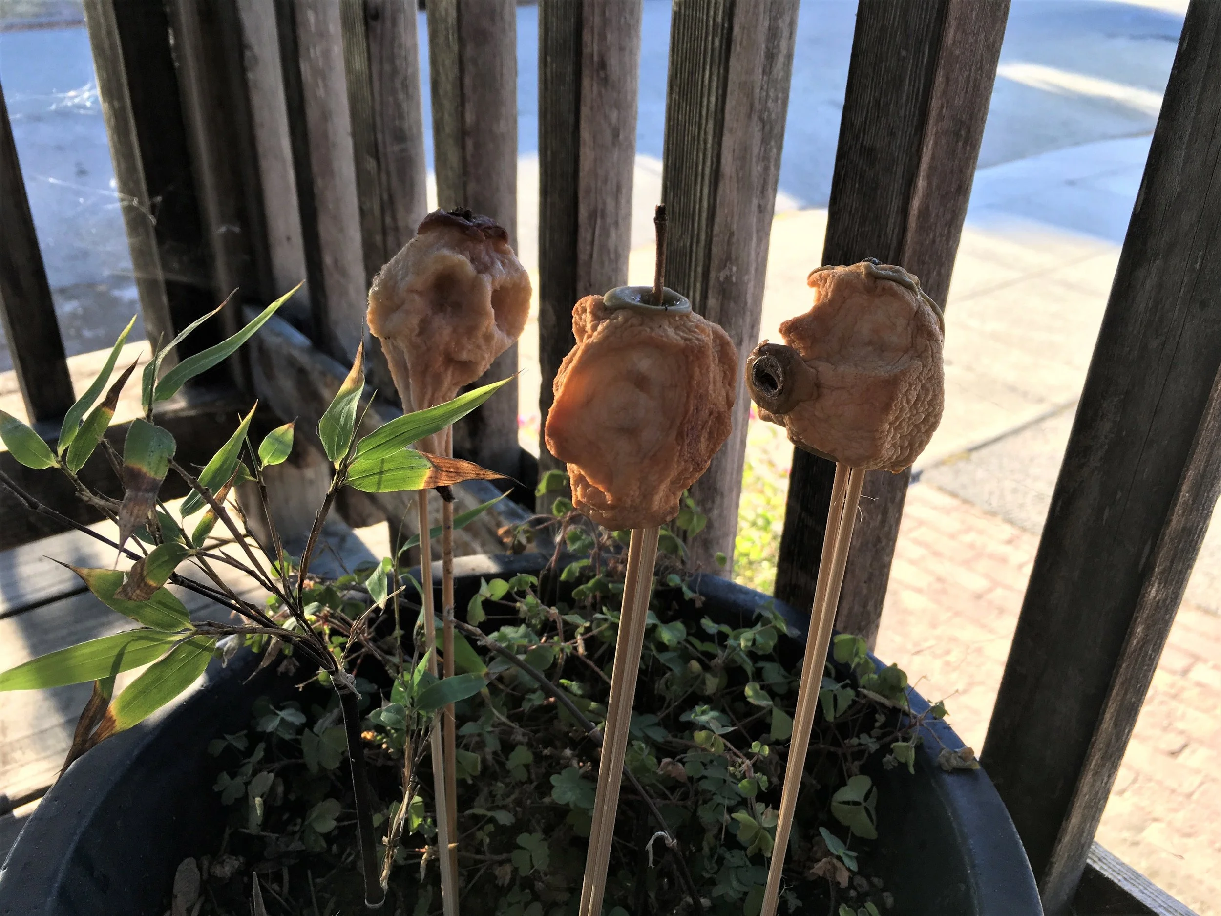 2018-1023_shrunkenheads_image.jpg