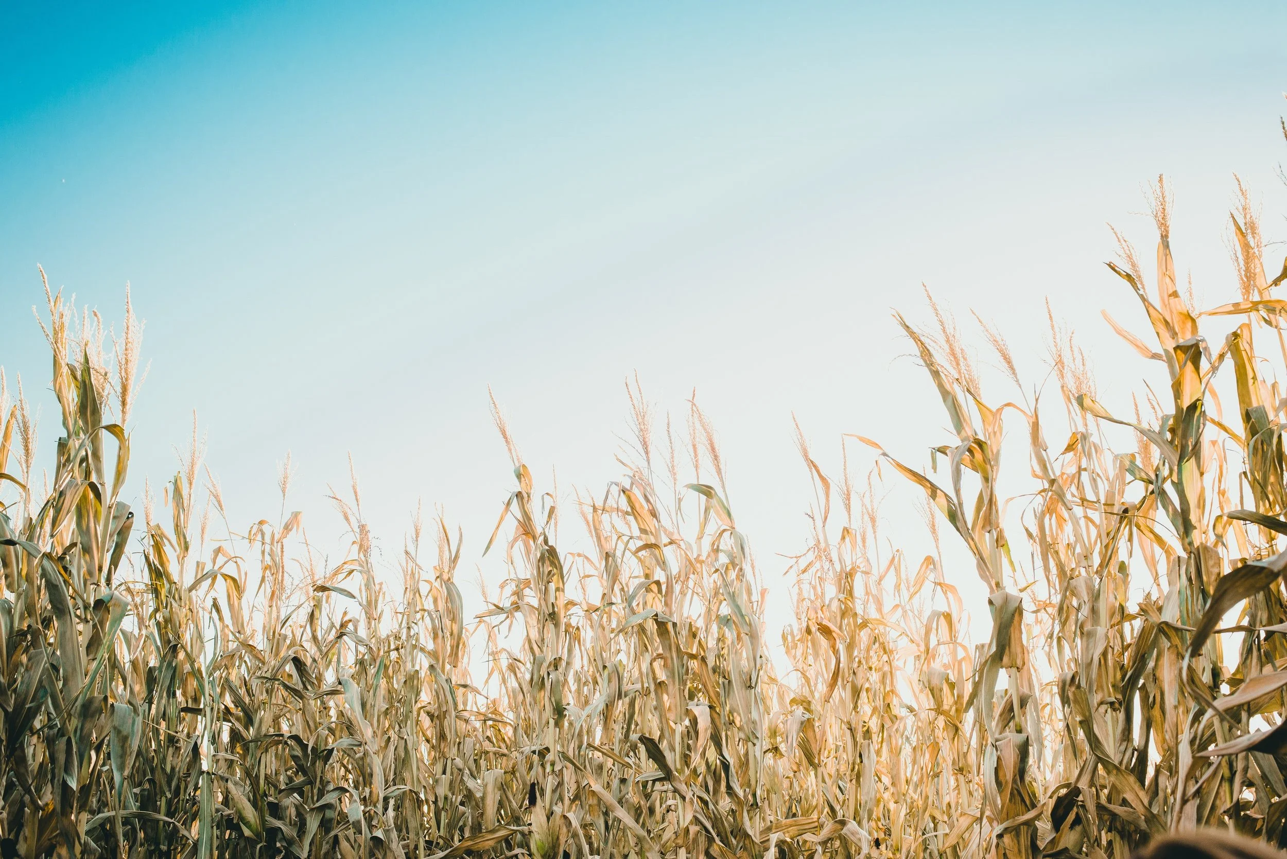 City Kids: Corn Maze