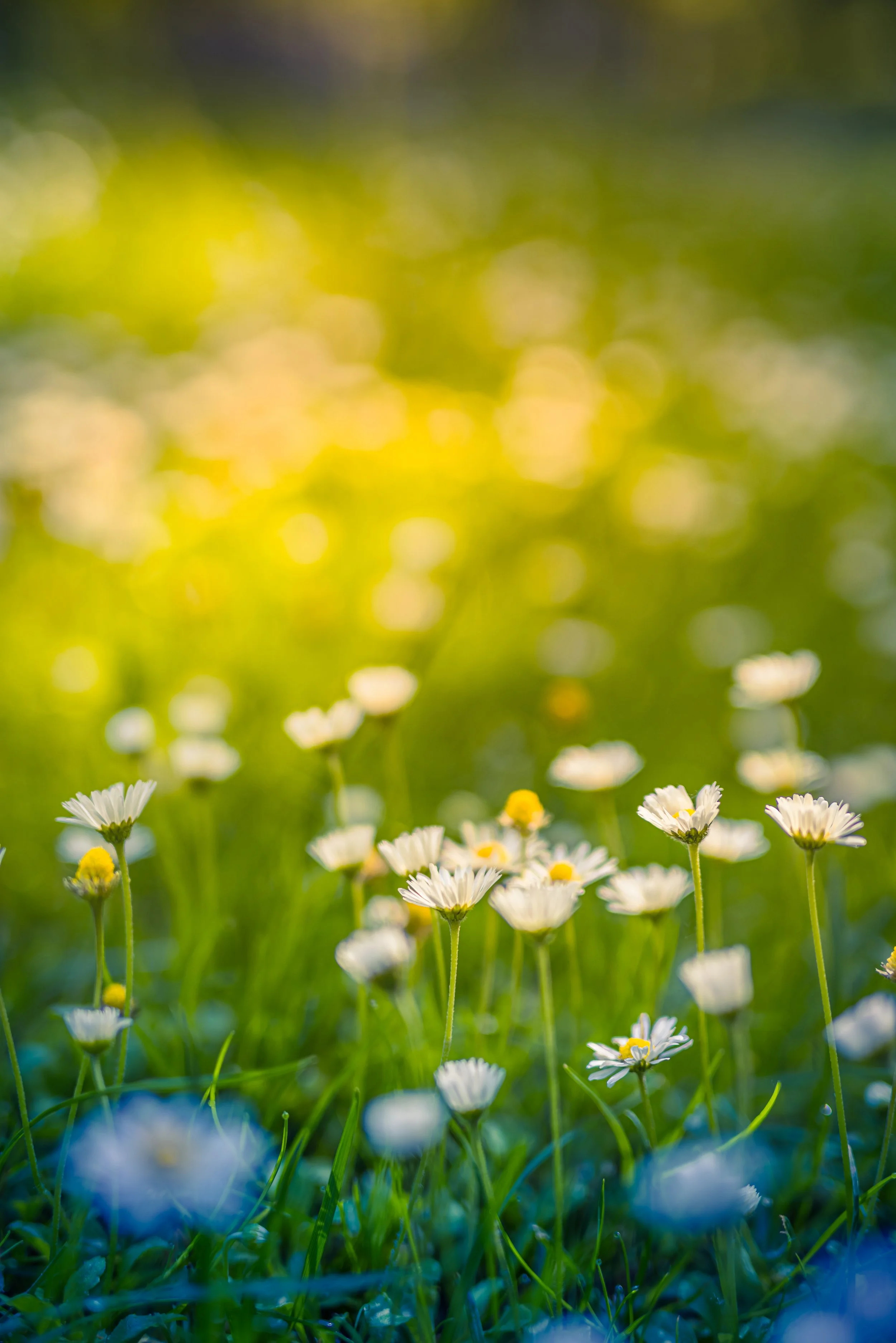 Adult Formation: Sermon on the Mount / Summer Sermons Series: The Beatitudes