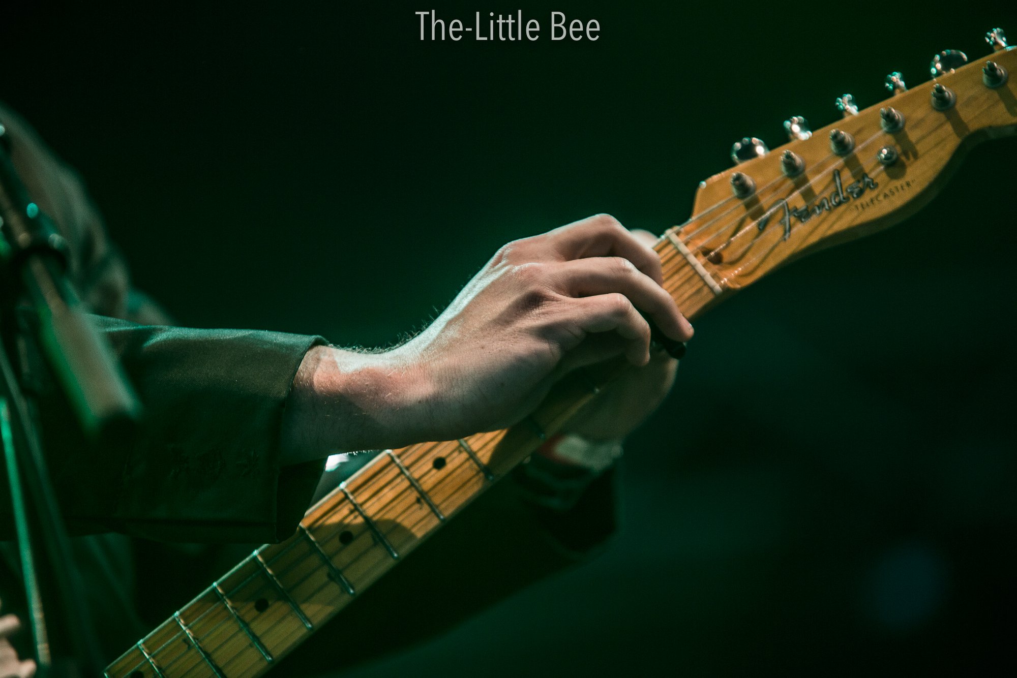 The Little Bee