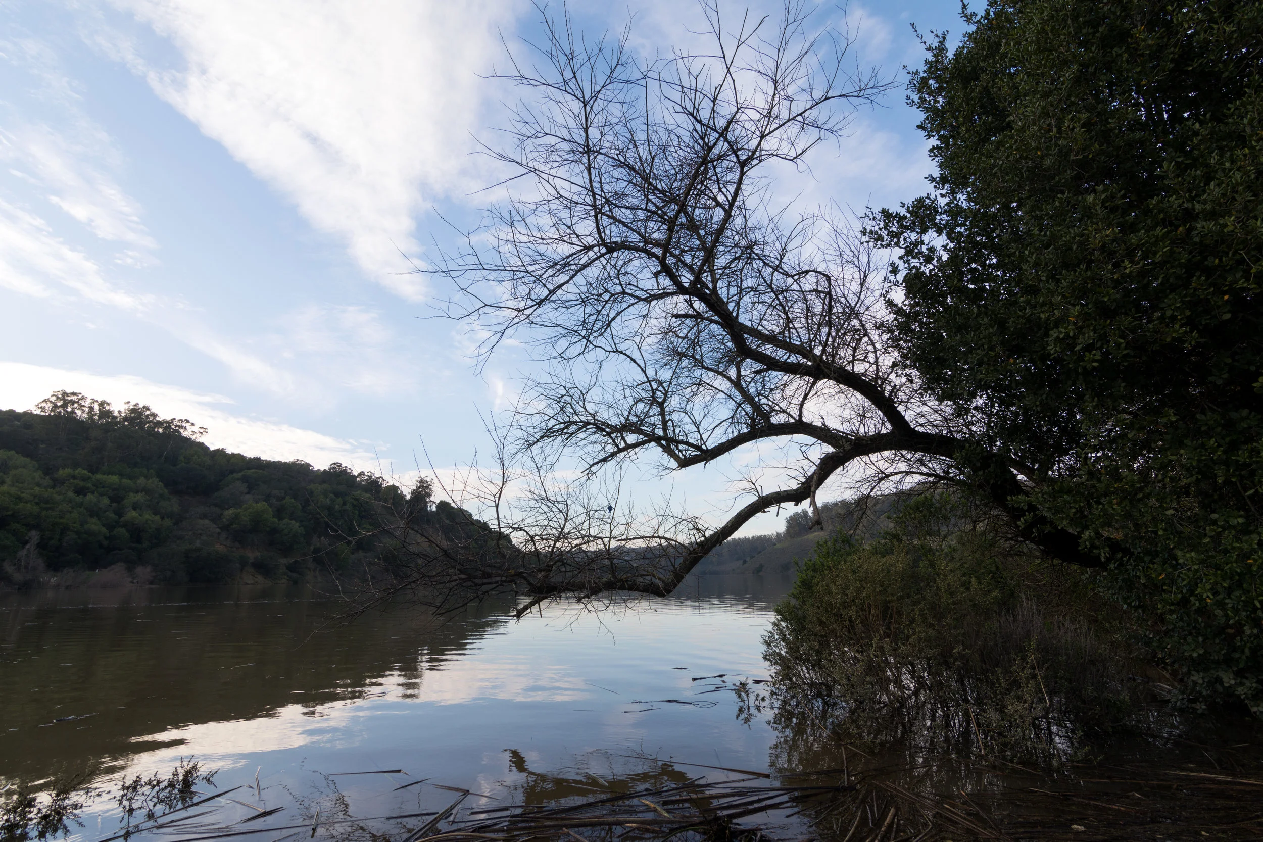 treewater.jpg