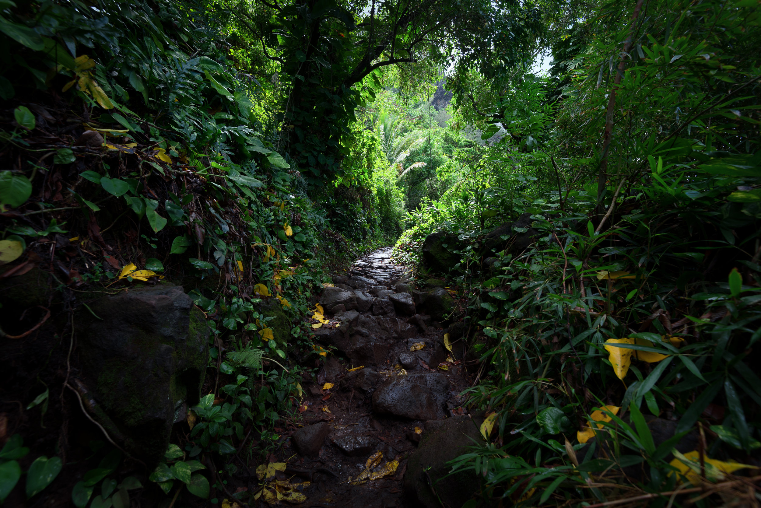 jungle.jpg