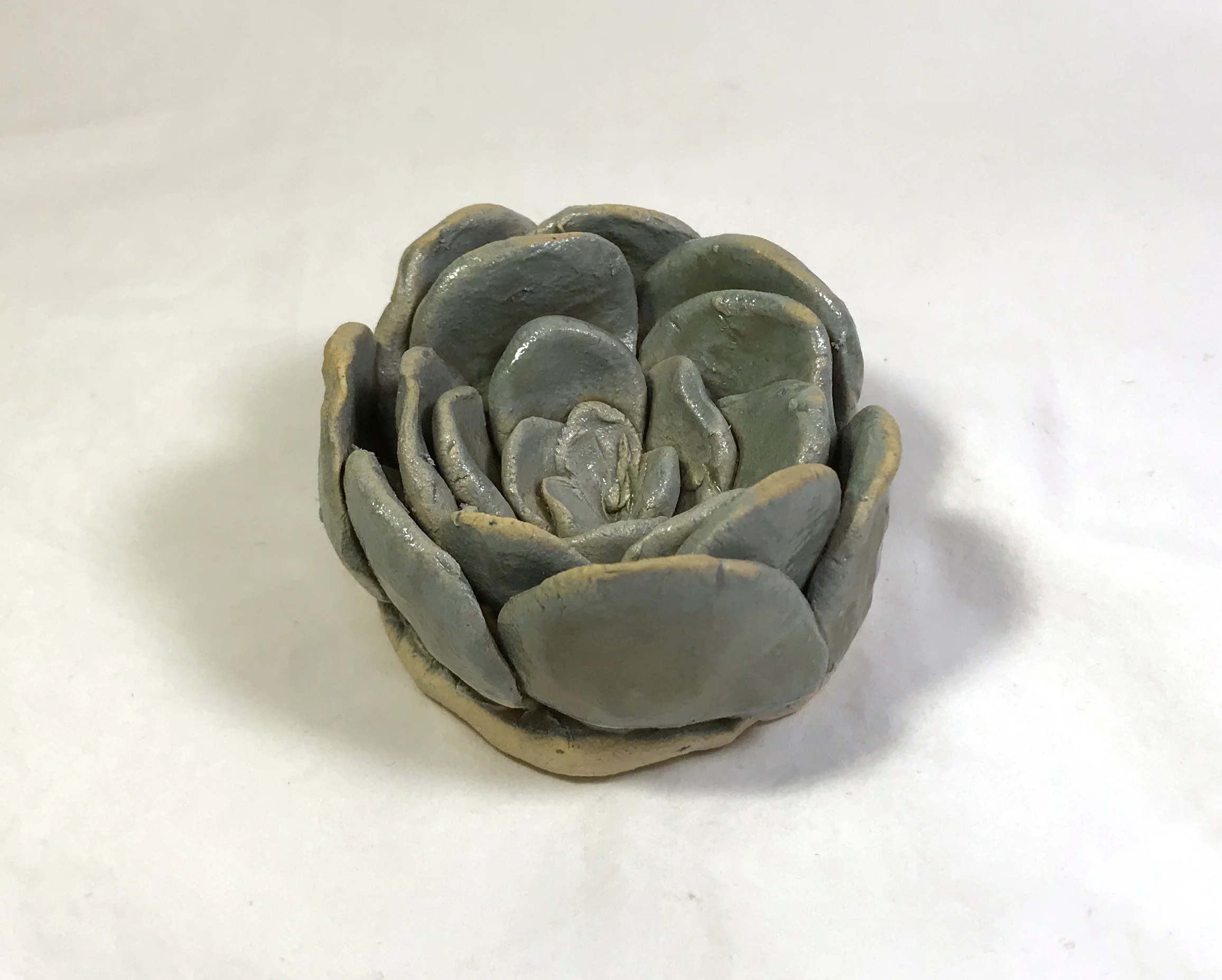 Succulent