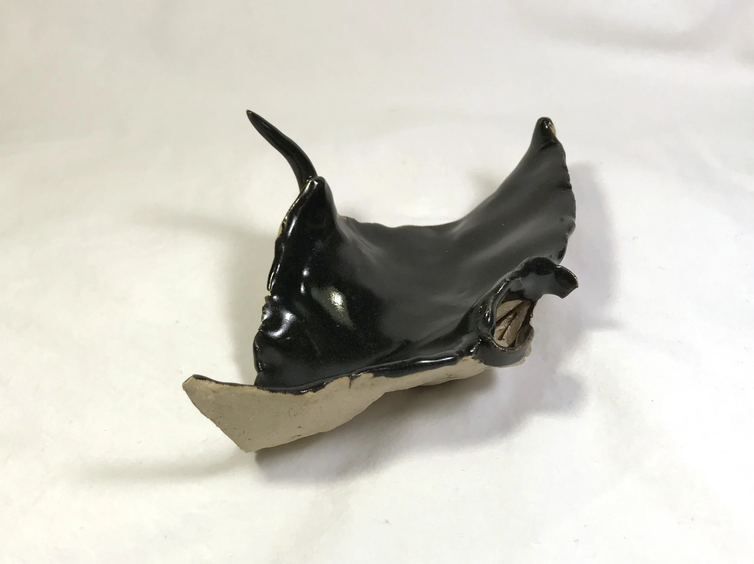 Manta Ray