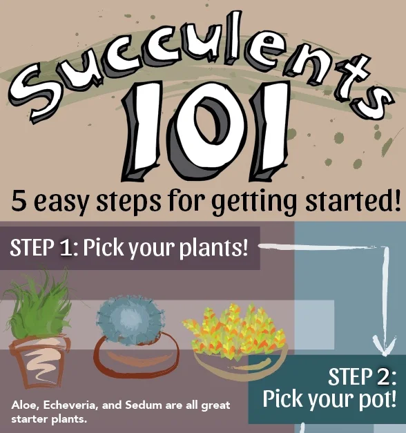 Succulents 101 || Top Third Detail