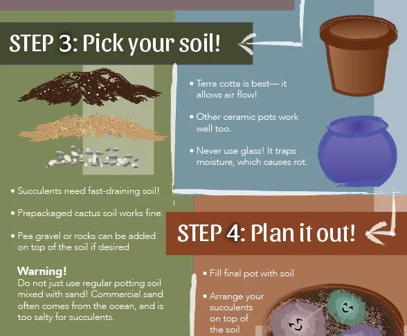 Succulents 101 || Middle Third Detail