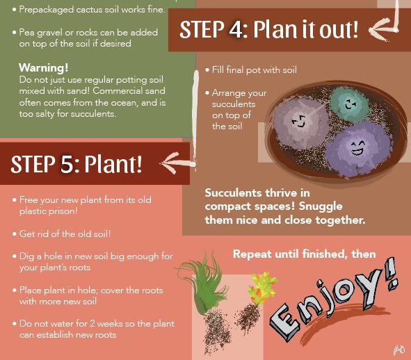 Succulents 101 || Bottom Third Detail