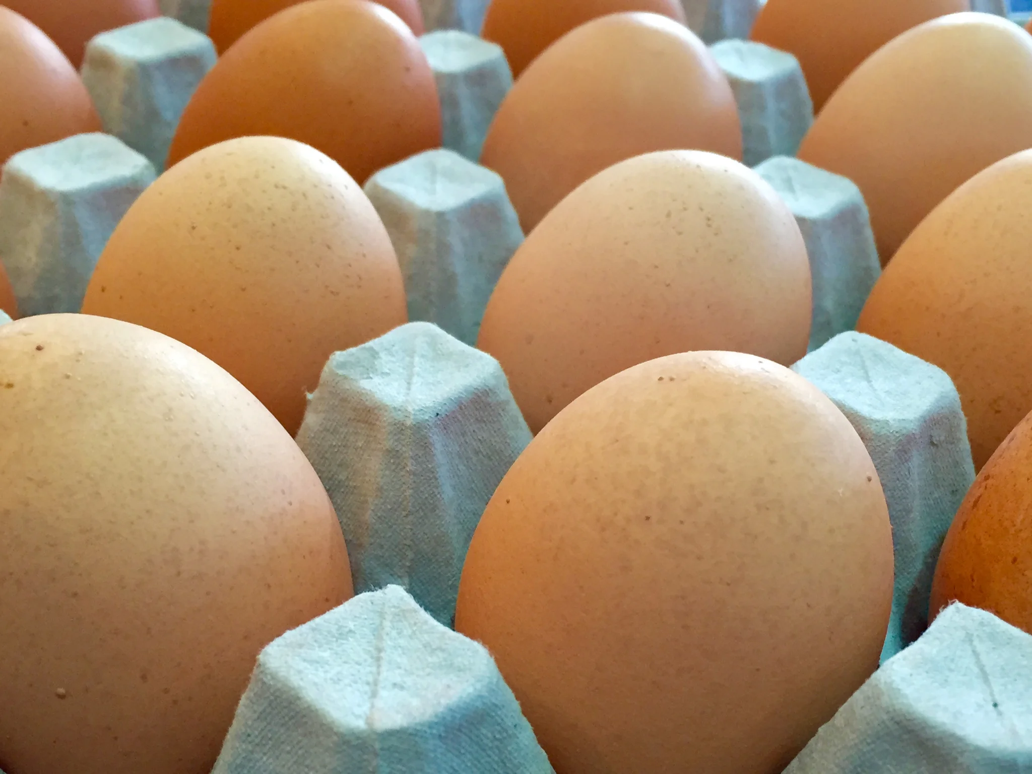 eggs