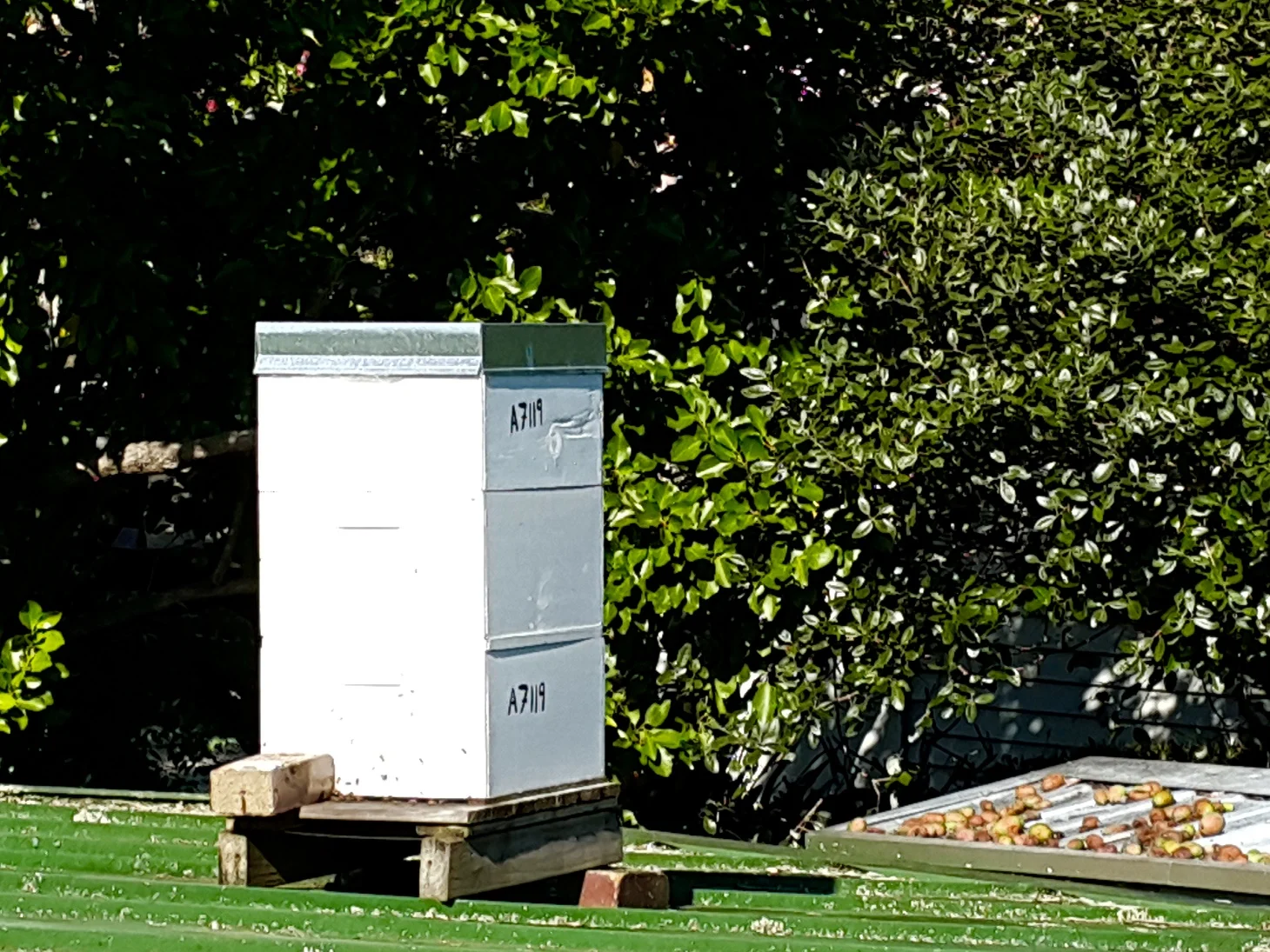 honey bee hive