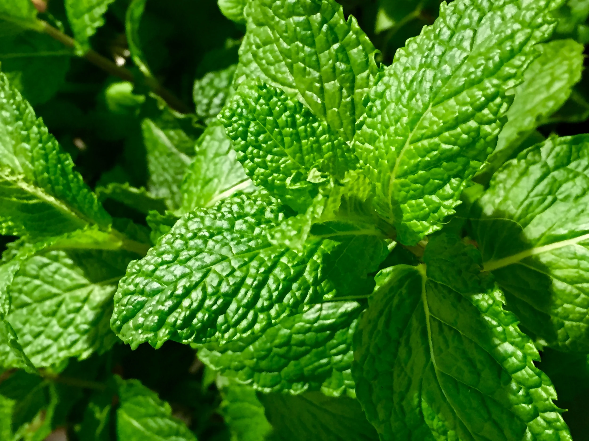 mint