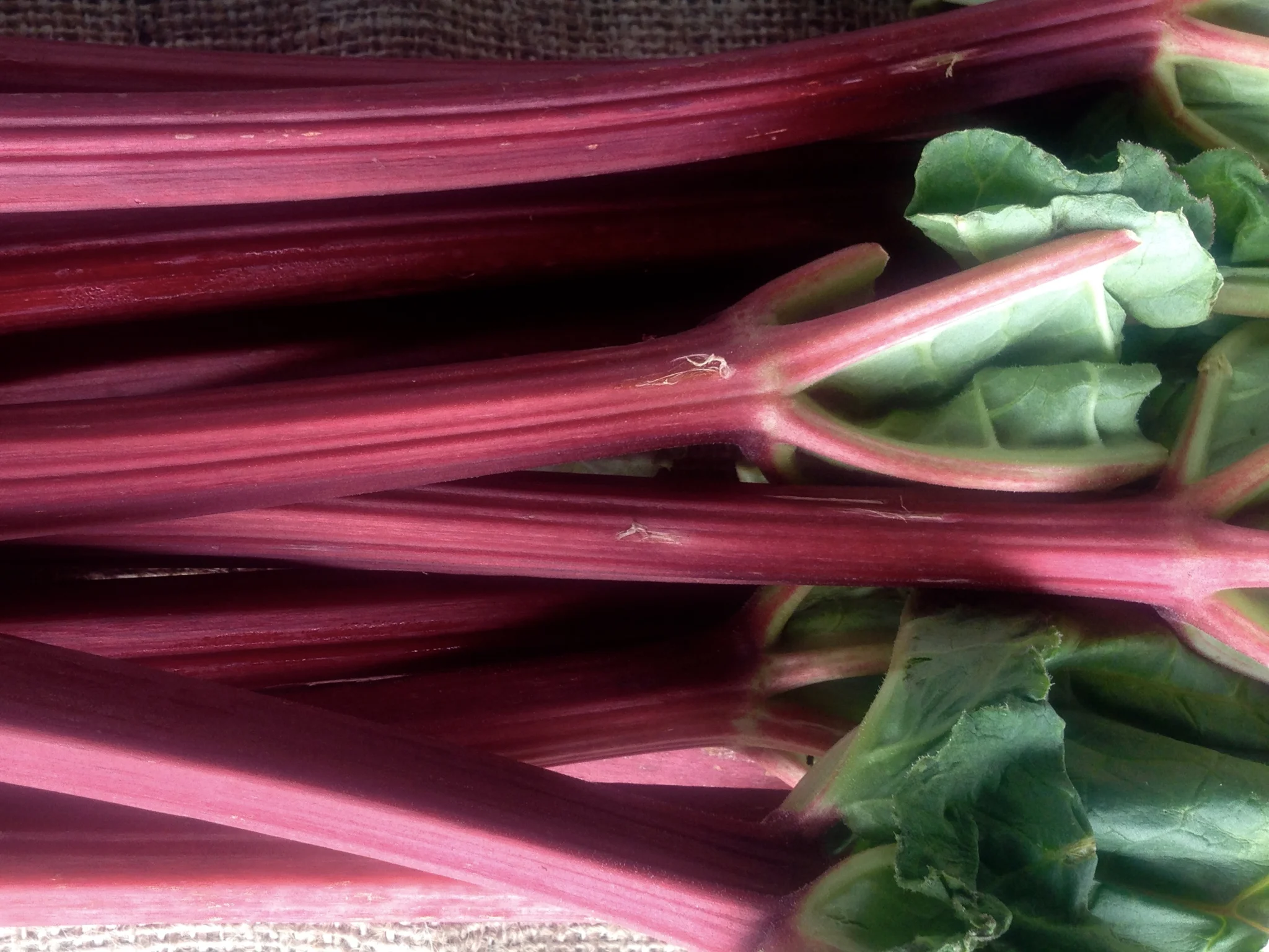rhubarb