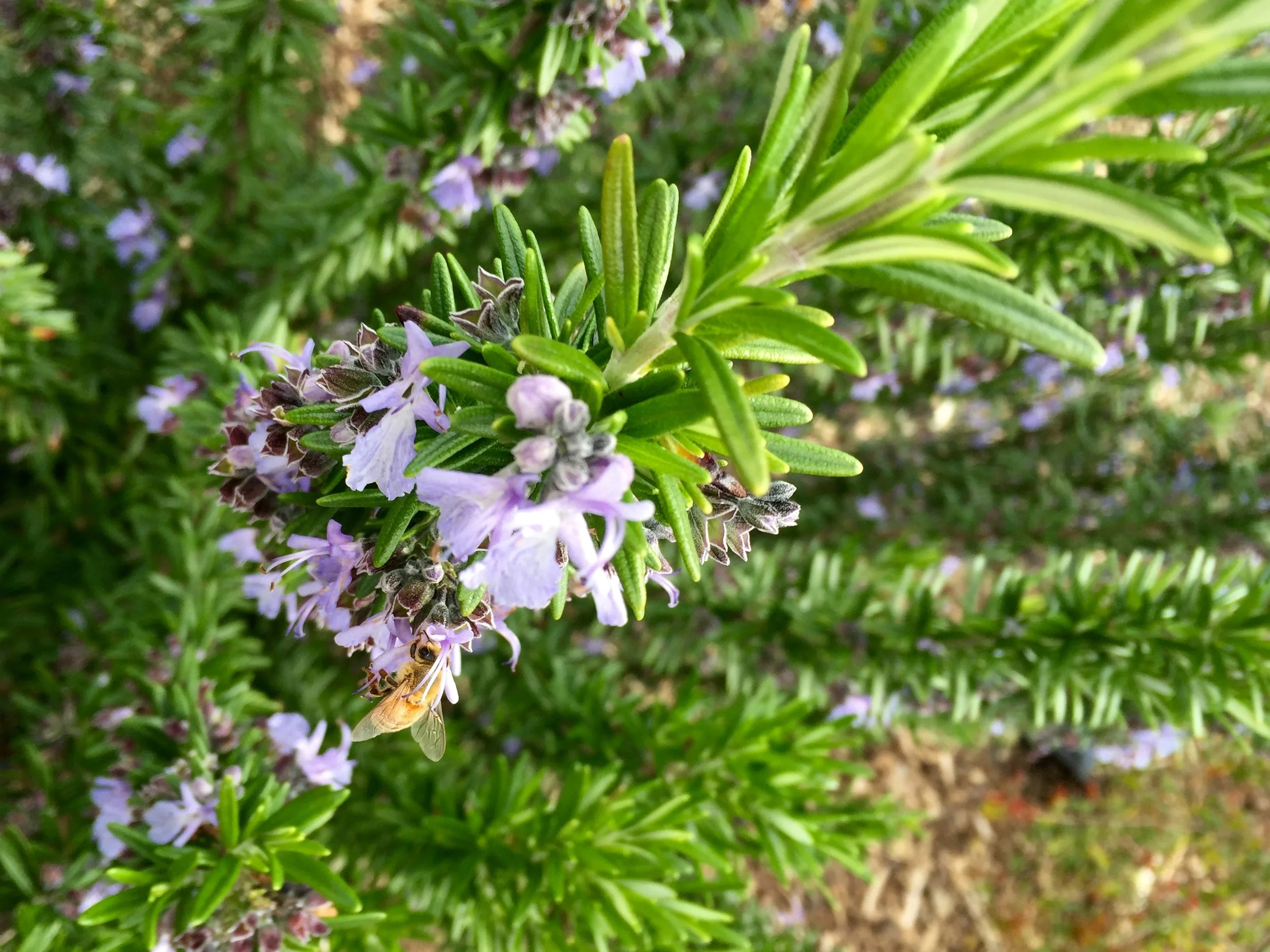 rosemary sprig