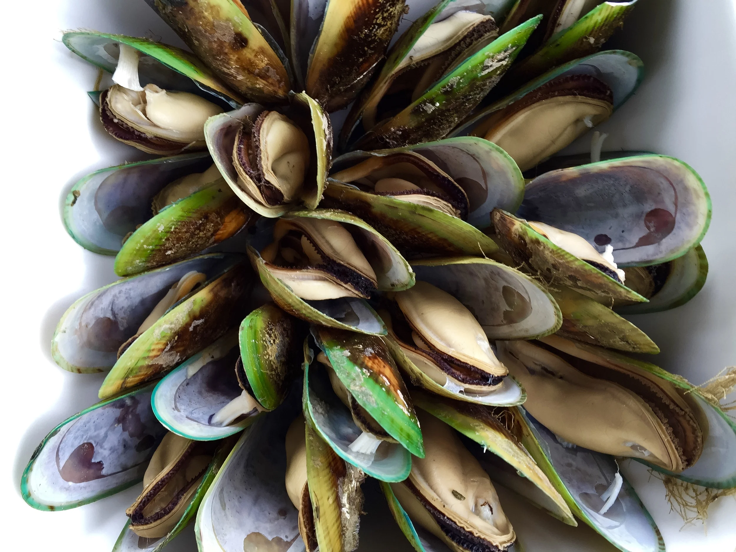 green lipped mussels