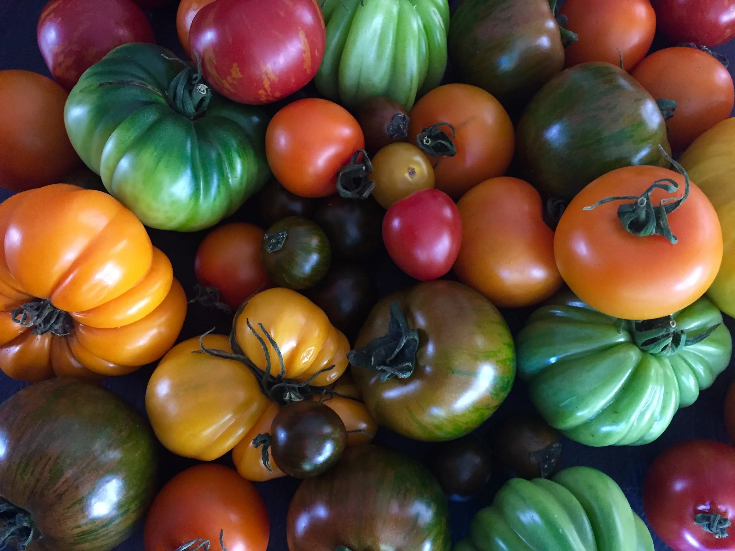 tomatoes
