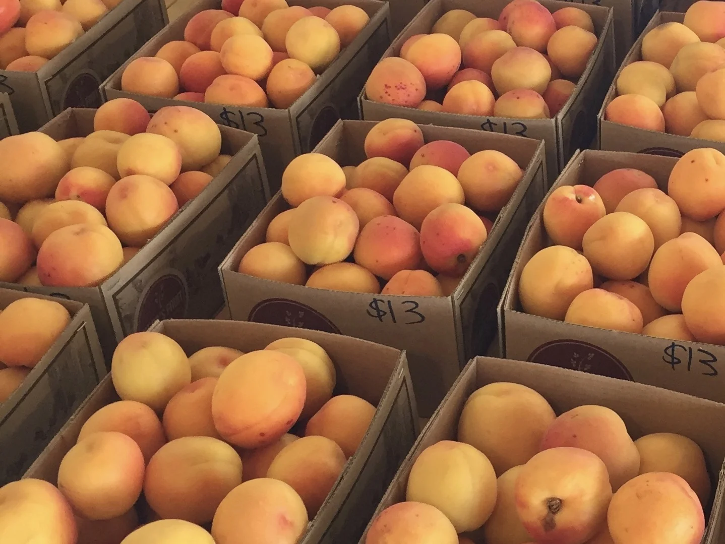 apricots