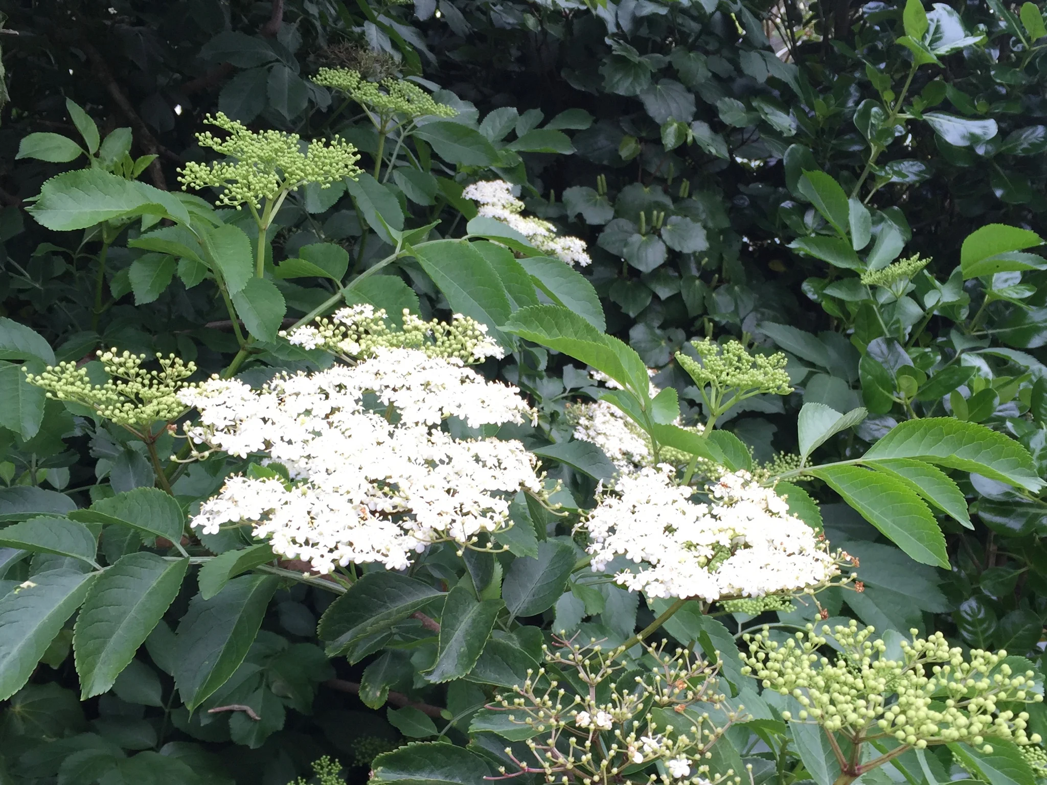 elderflower