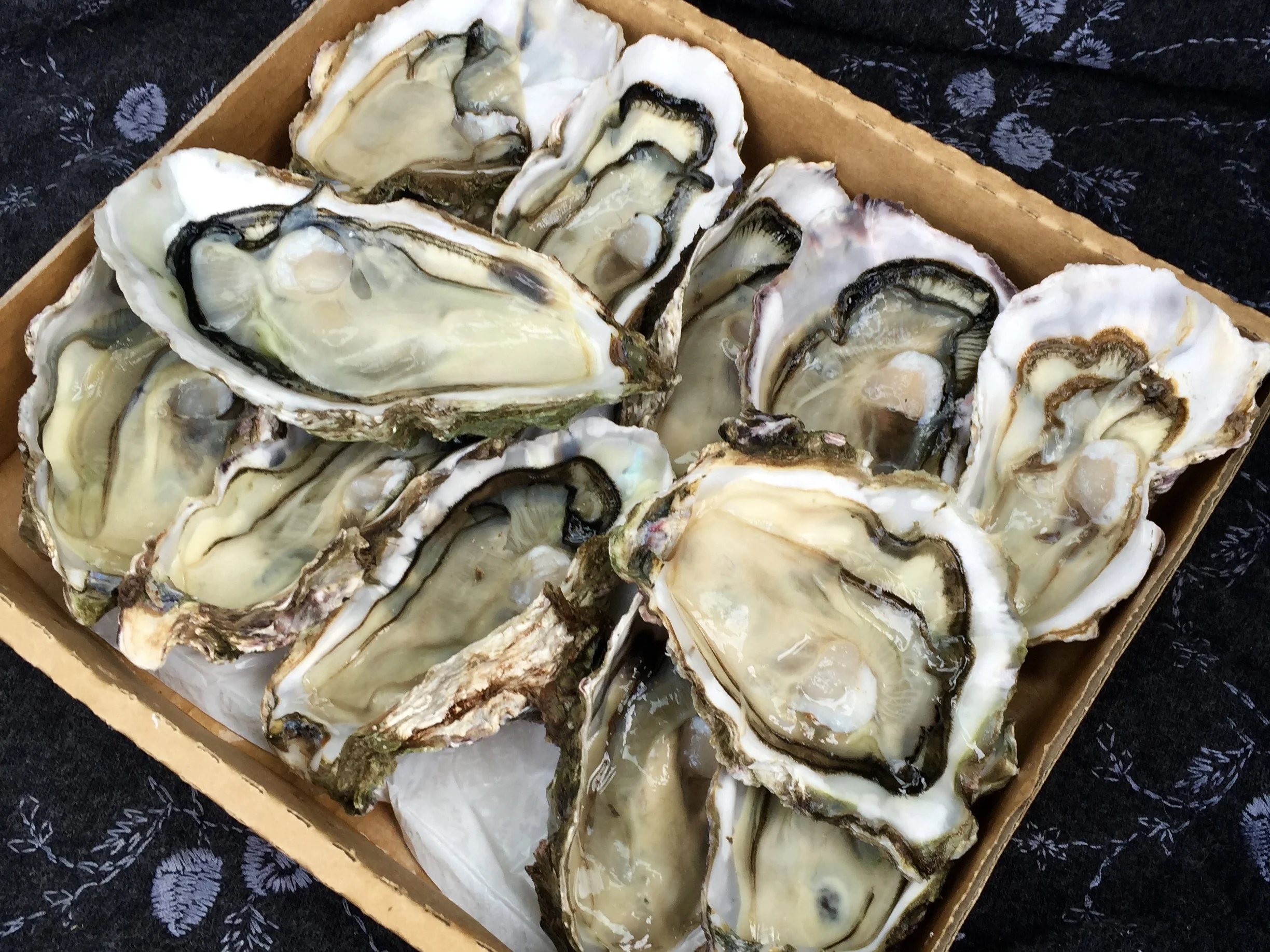 oysters